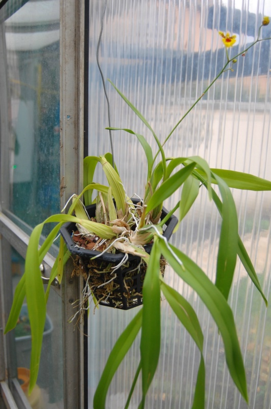 Oncidium Gower Ramsey